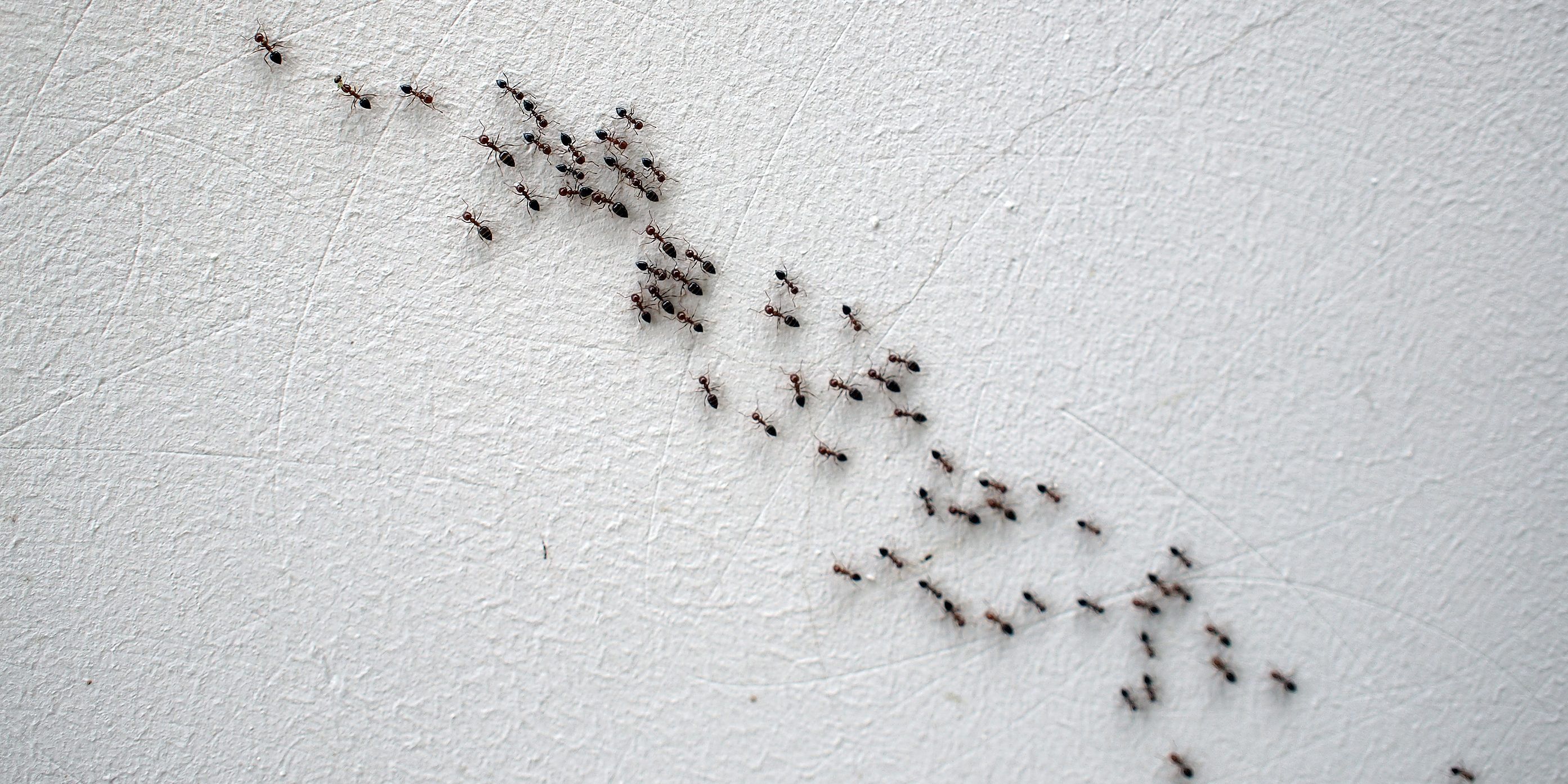 ant infestation in kitchen wall