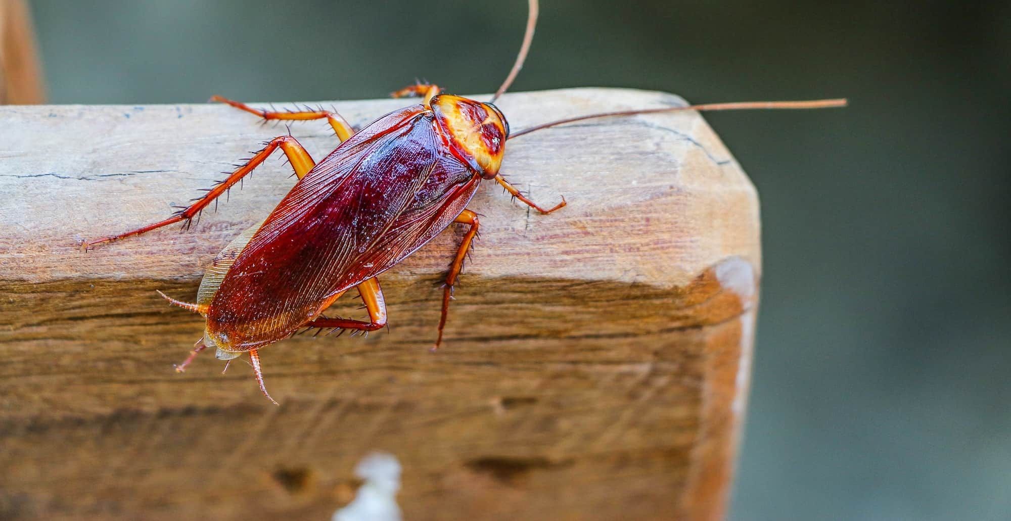 Preventing Roach Infestations: How to Keep Cockroaches Away
