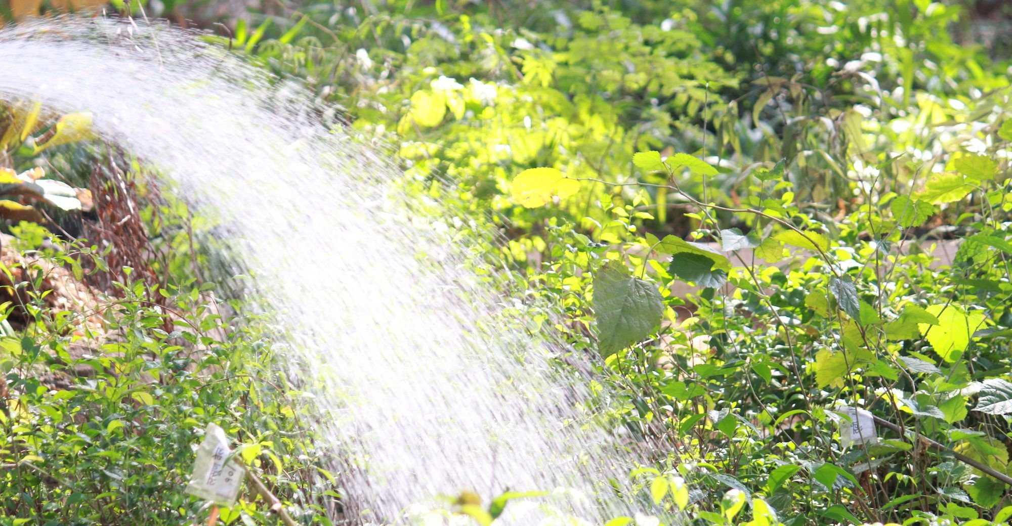 We've got the truth behind certain garden watering myths