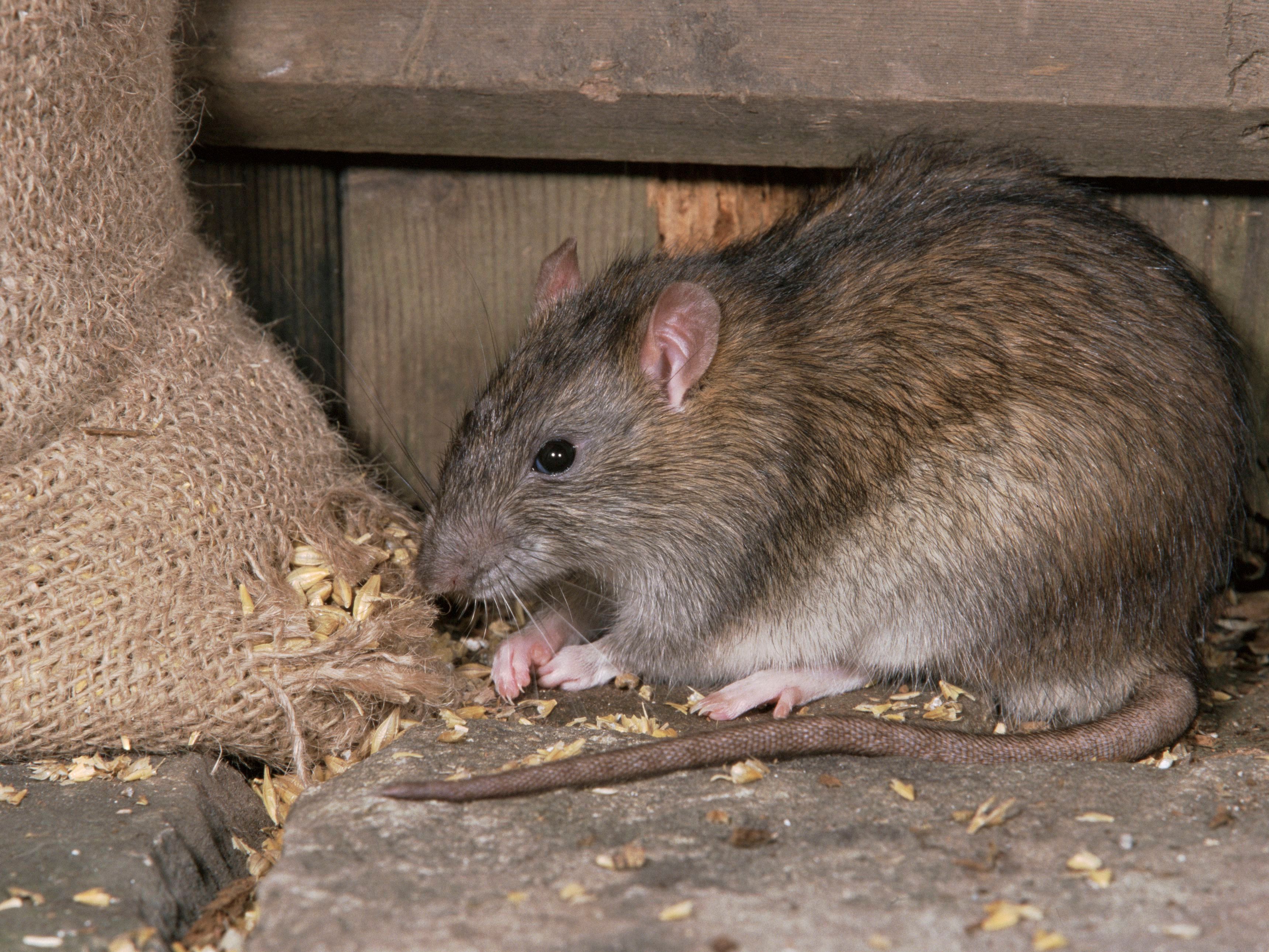 Rat Poison Safe Use Guidelines and Tips | ReviewThis