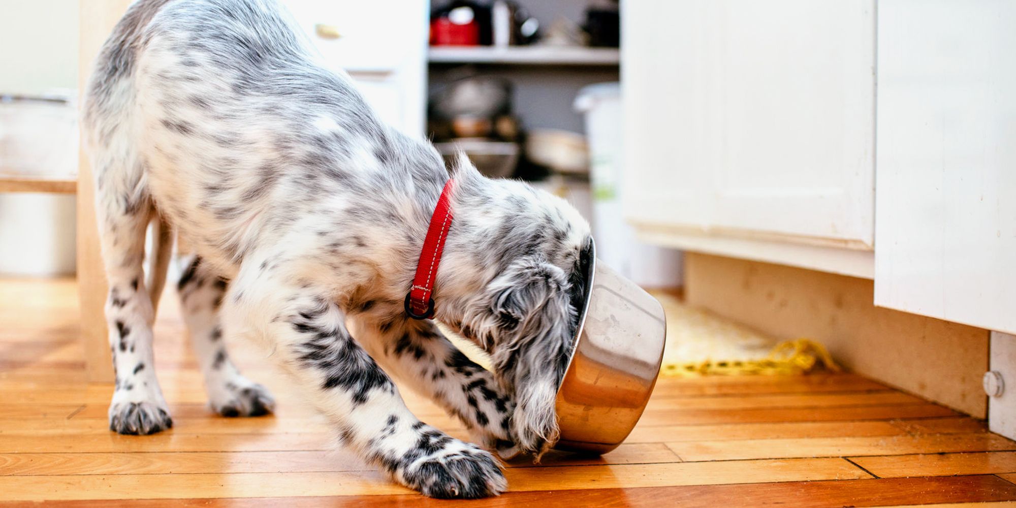 best-puppy-food-are-some-brands-better-than-others-reviewthis