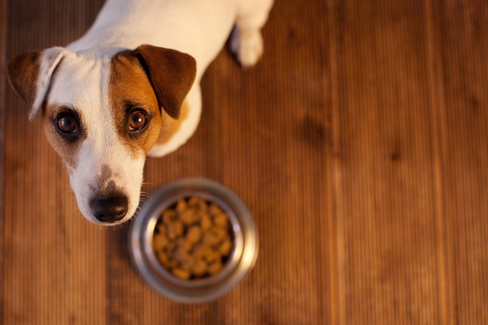 Why Dogs Stop Eating What to Do When Your Pet Won't Have Their Food