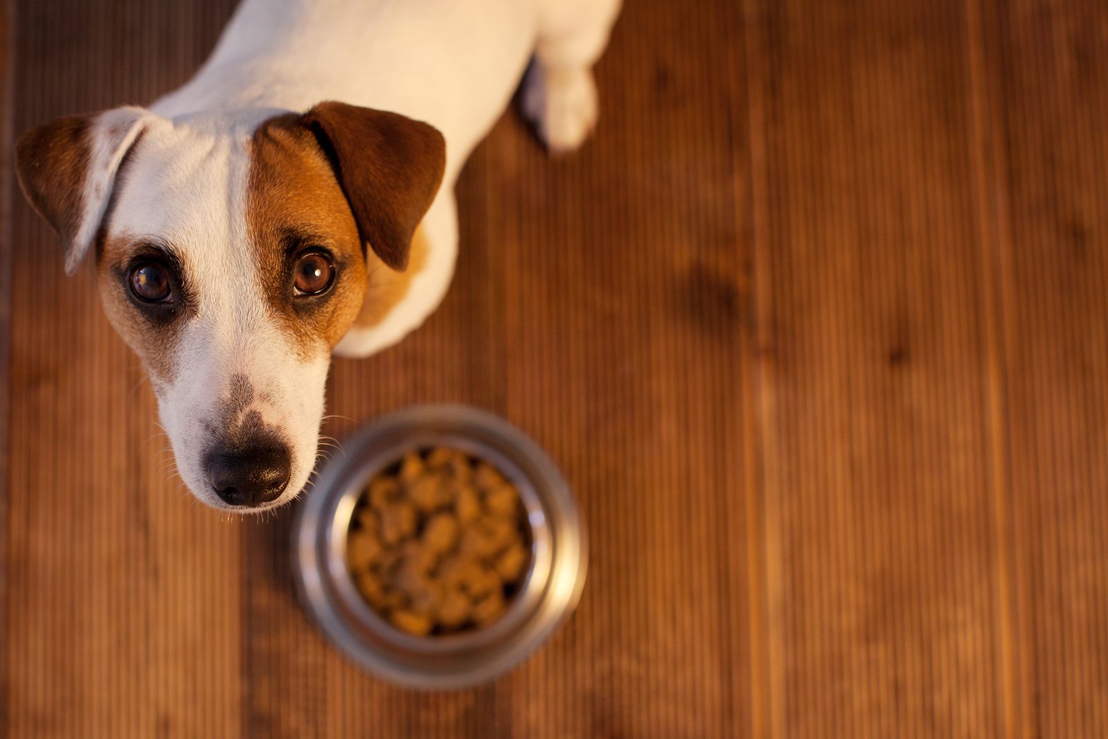 why-dogs-stop-eating-what-to-do-when-your-pet-won-t-have-their-food