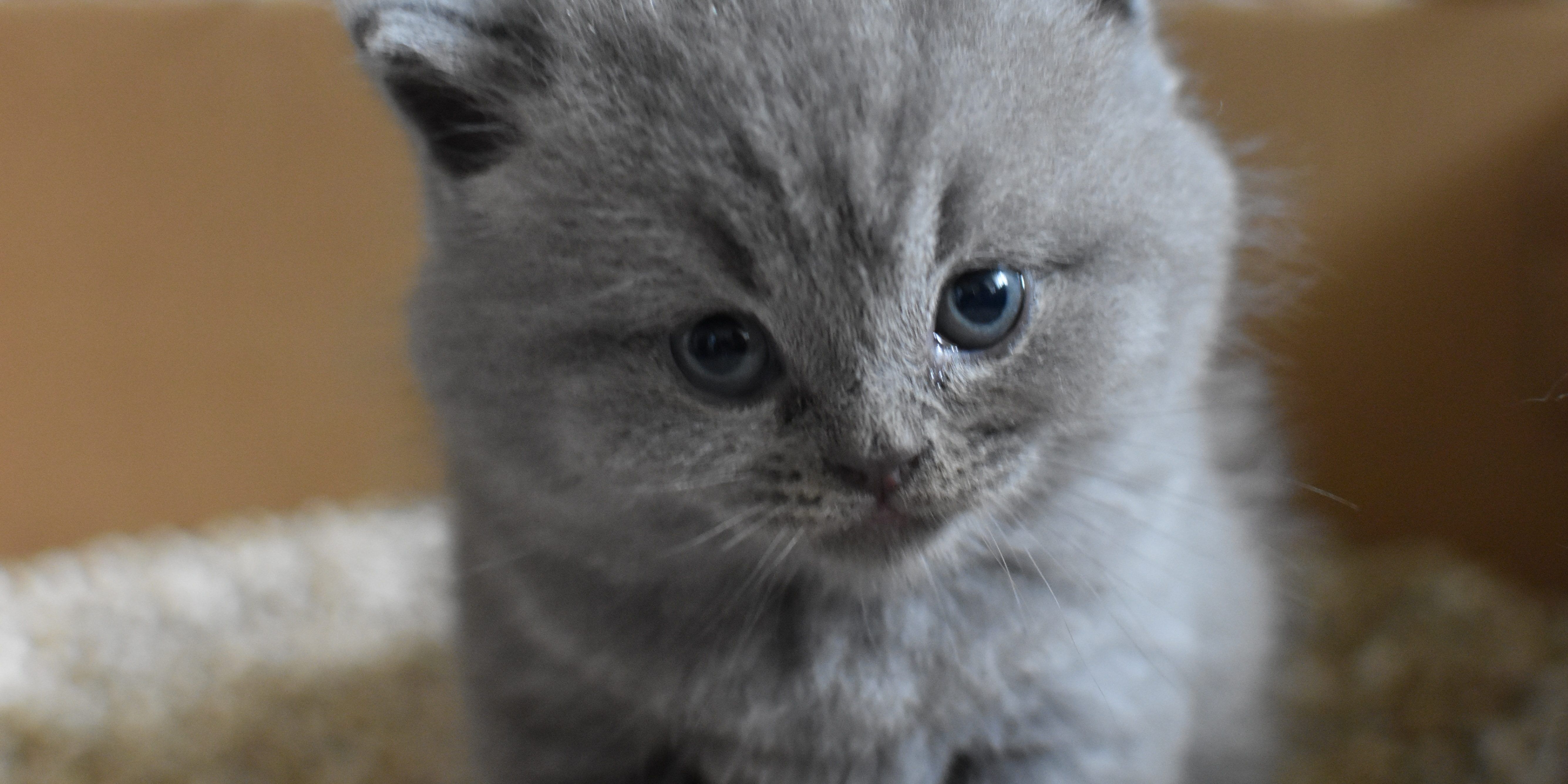 cat-litter-boxes-how-and-when-to-clean-to-avoid-bad-odors