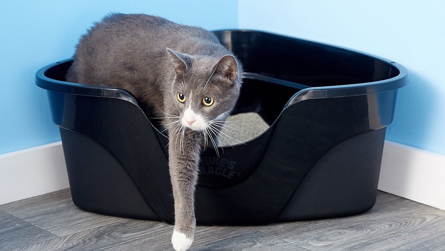 Cat Litter Boxes How to Clean and Keep Fresh and Odorless
