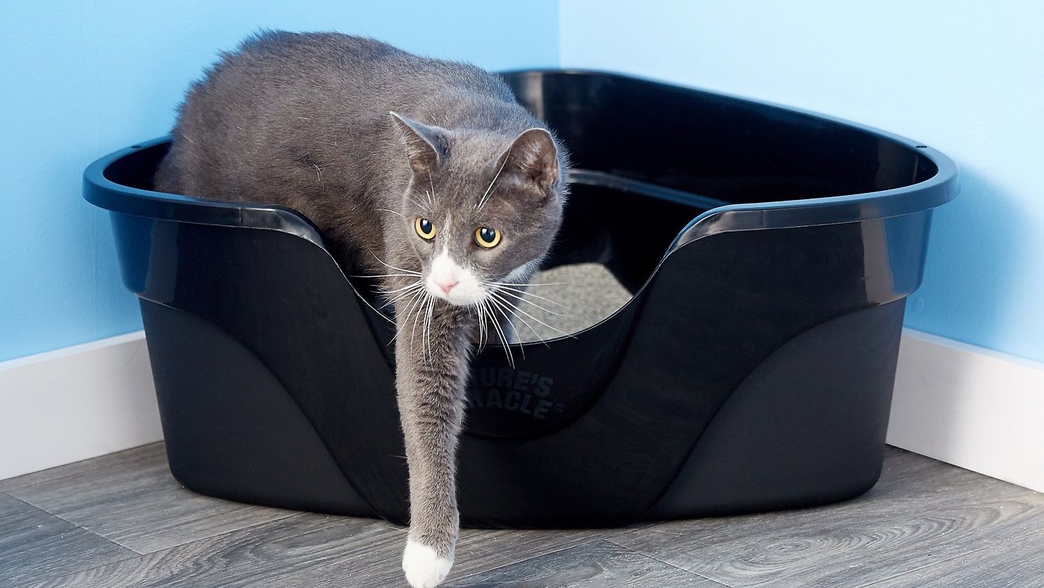 How To Safely Clean Litter Box at Jason Miles blog