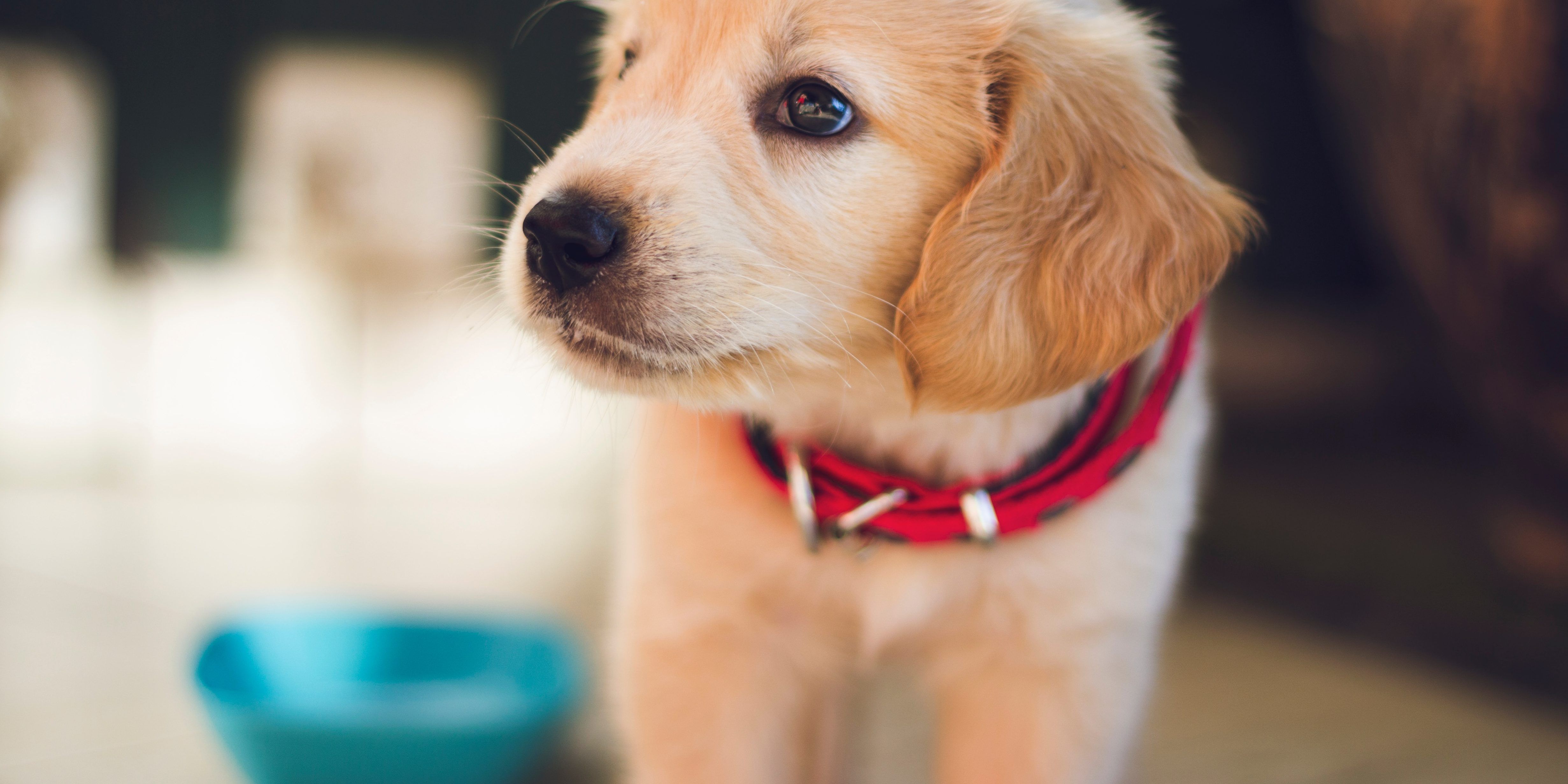 Puppy Food vs. Regular Dog Food: What's Actually Better for Young Dogs? 