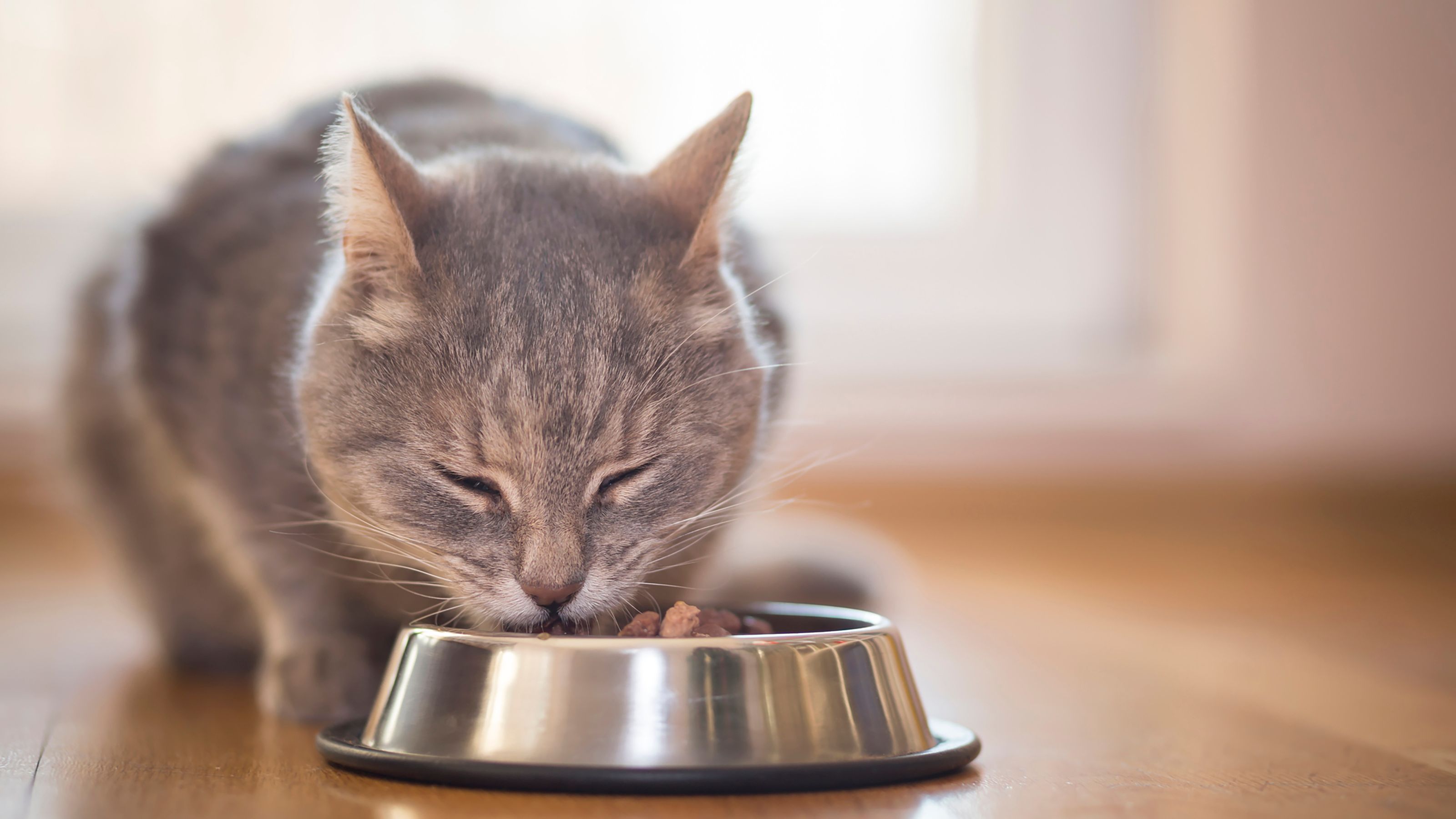 senior-wet-cat-food-for-weight-gain-bruno-finley