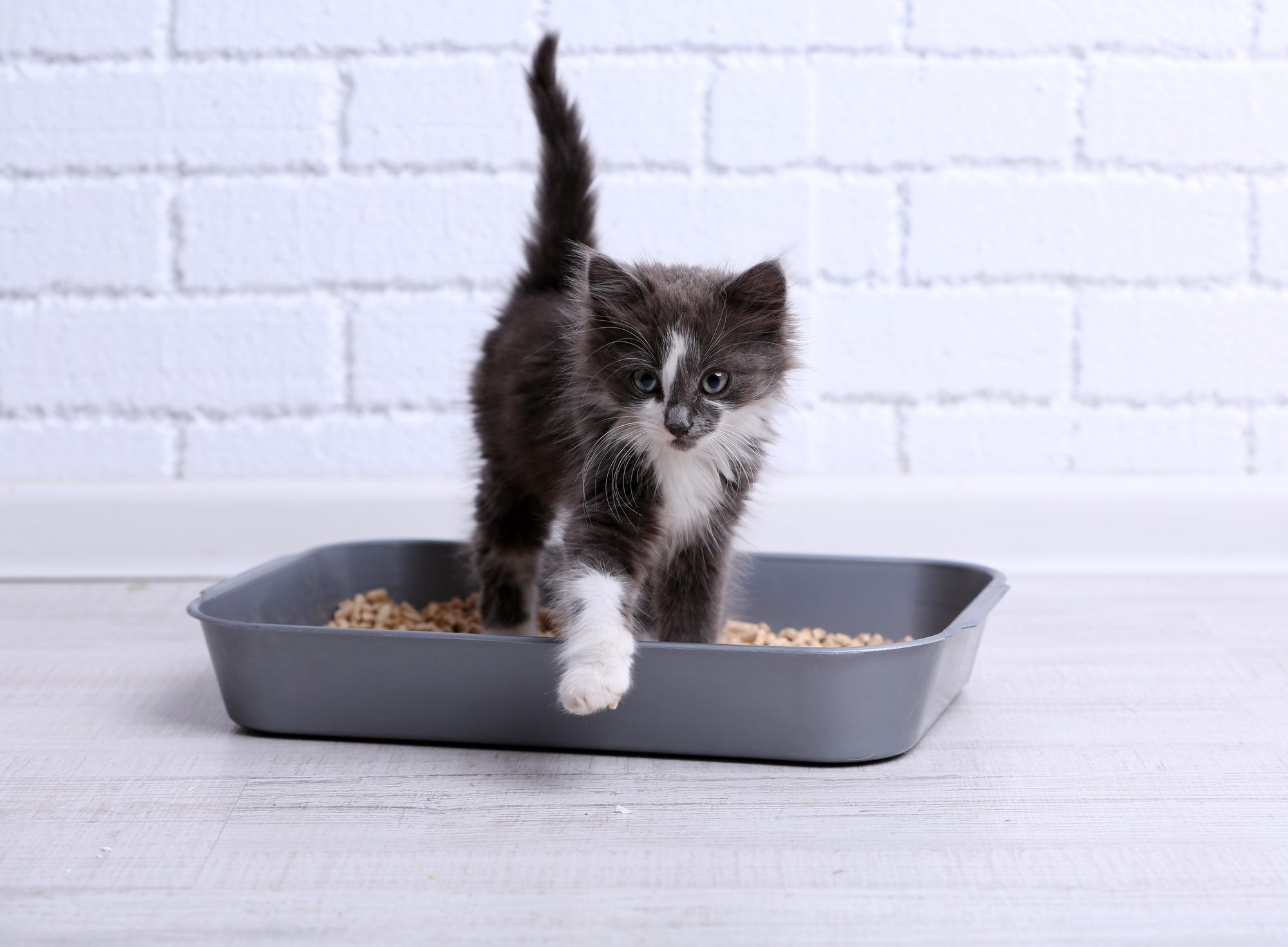 cat-litter-types-is-clumping-or-non-clumping-litter-better