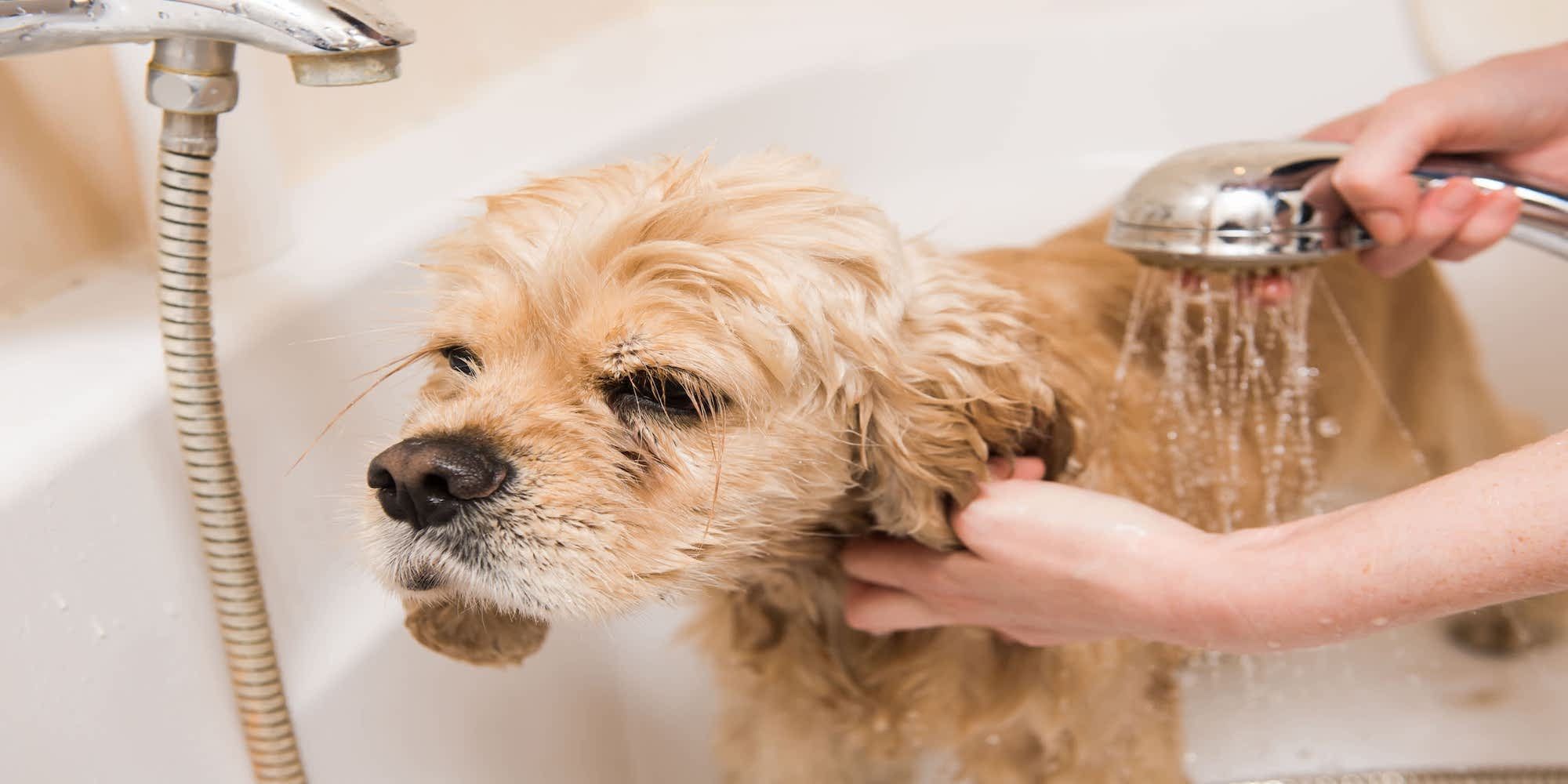 Puppy Age Bath at Thelma Johnson blog