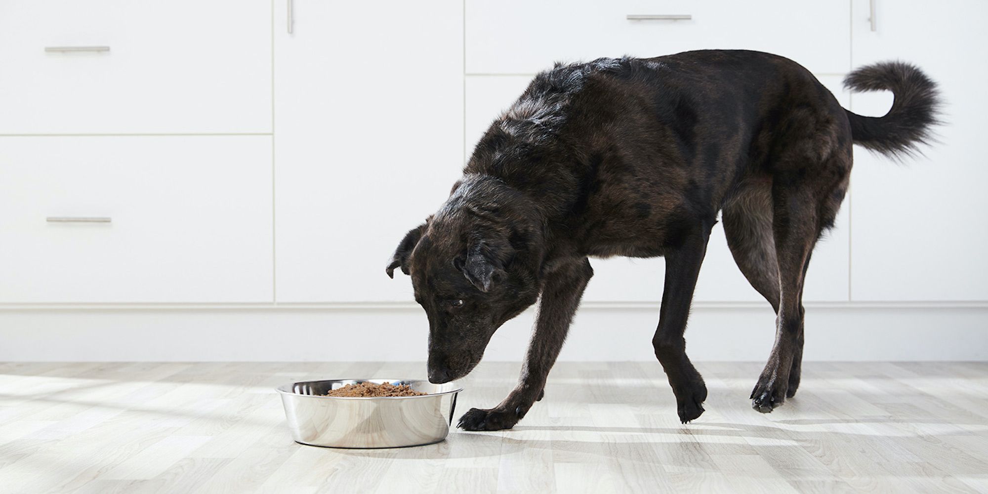 how-to-feed-your-senior-dog-reviewthis