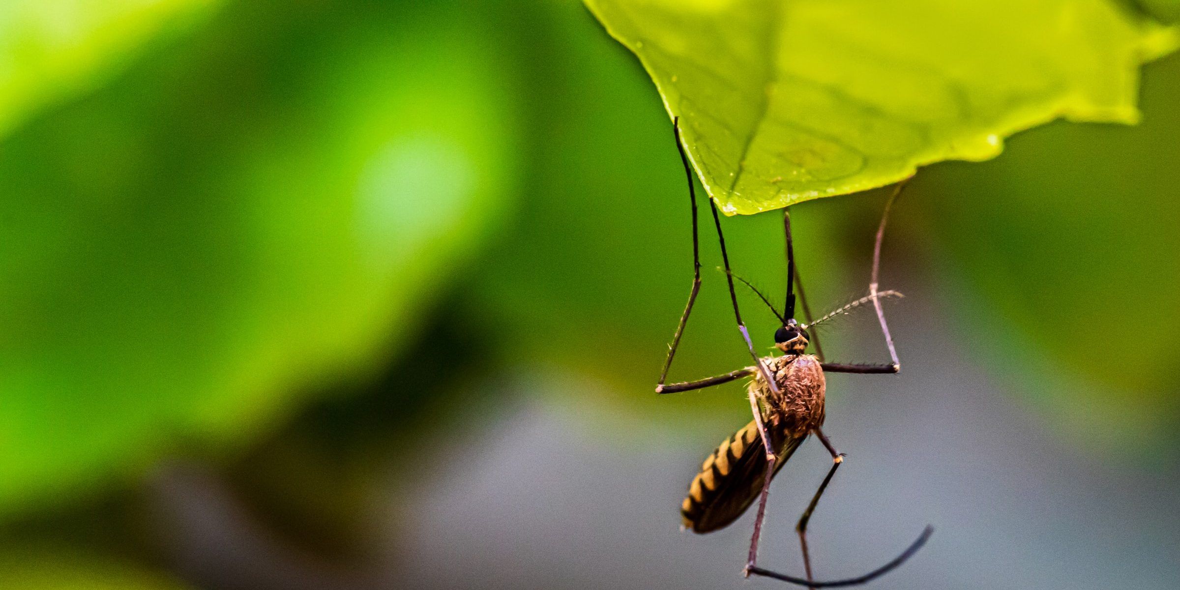 mosquito-bites-and-pregnancy-is-bug-spray-safe-while-pregnant