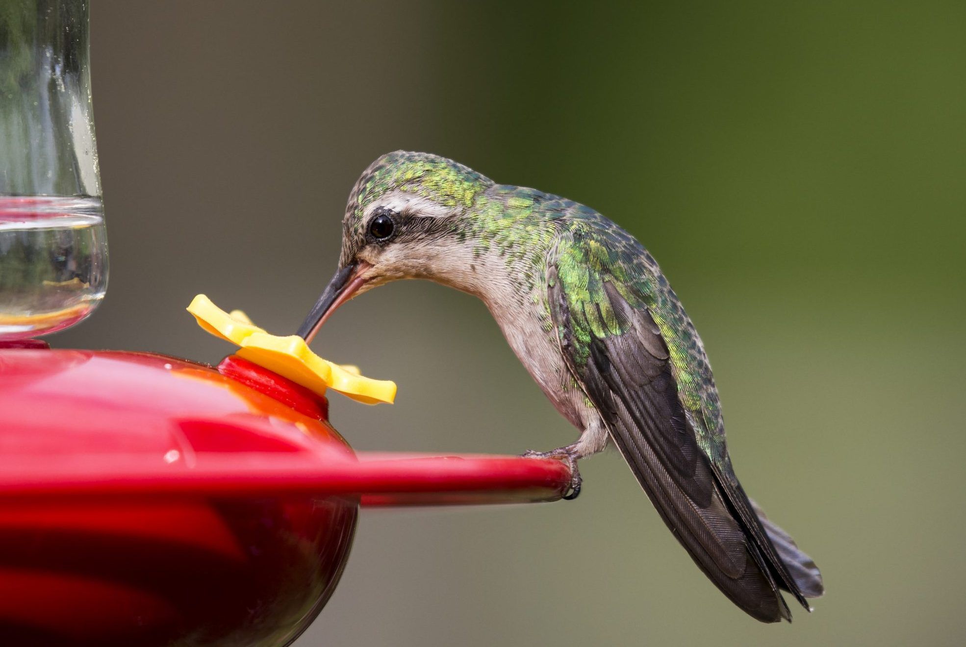 difference between homemade hummingbird nectar and store