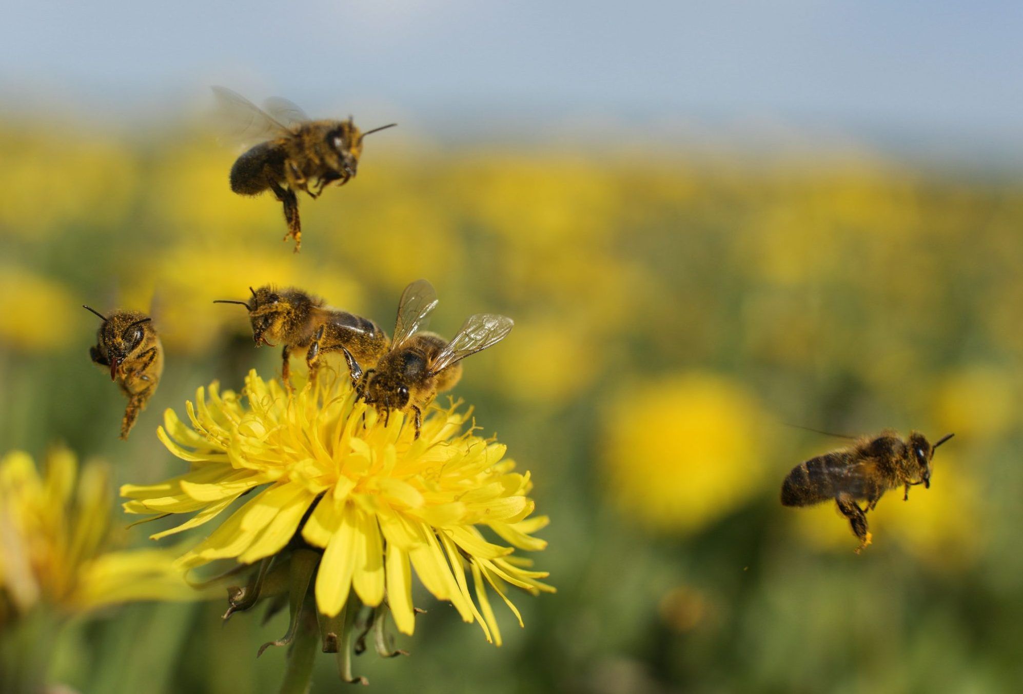 What Parts Of Dandelions Are Safe To Eat