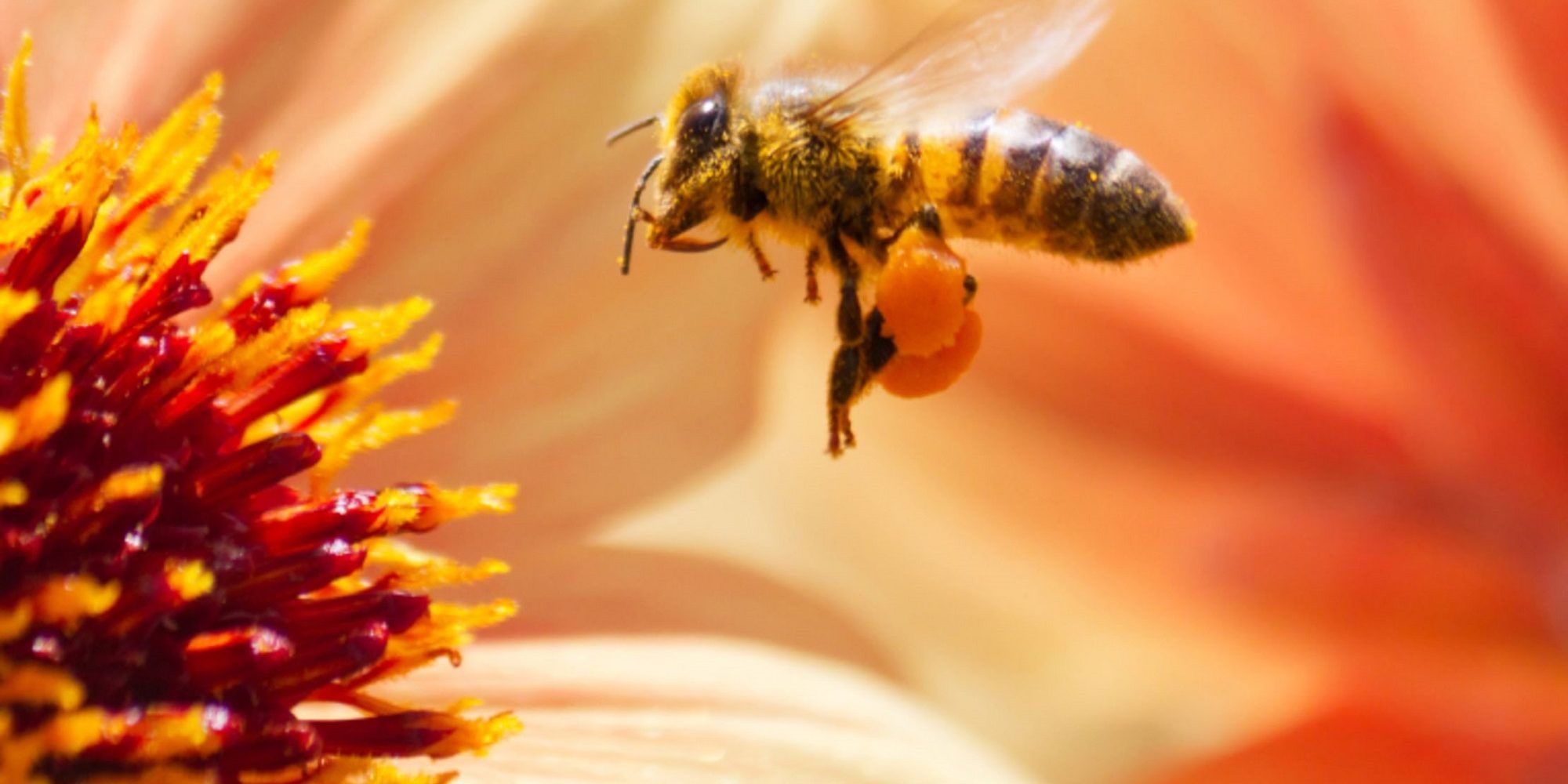 bees-are-vanishing-in-large-numbers-here-s-why-reviewthis