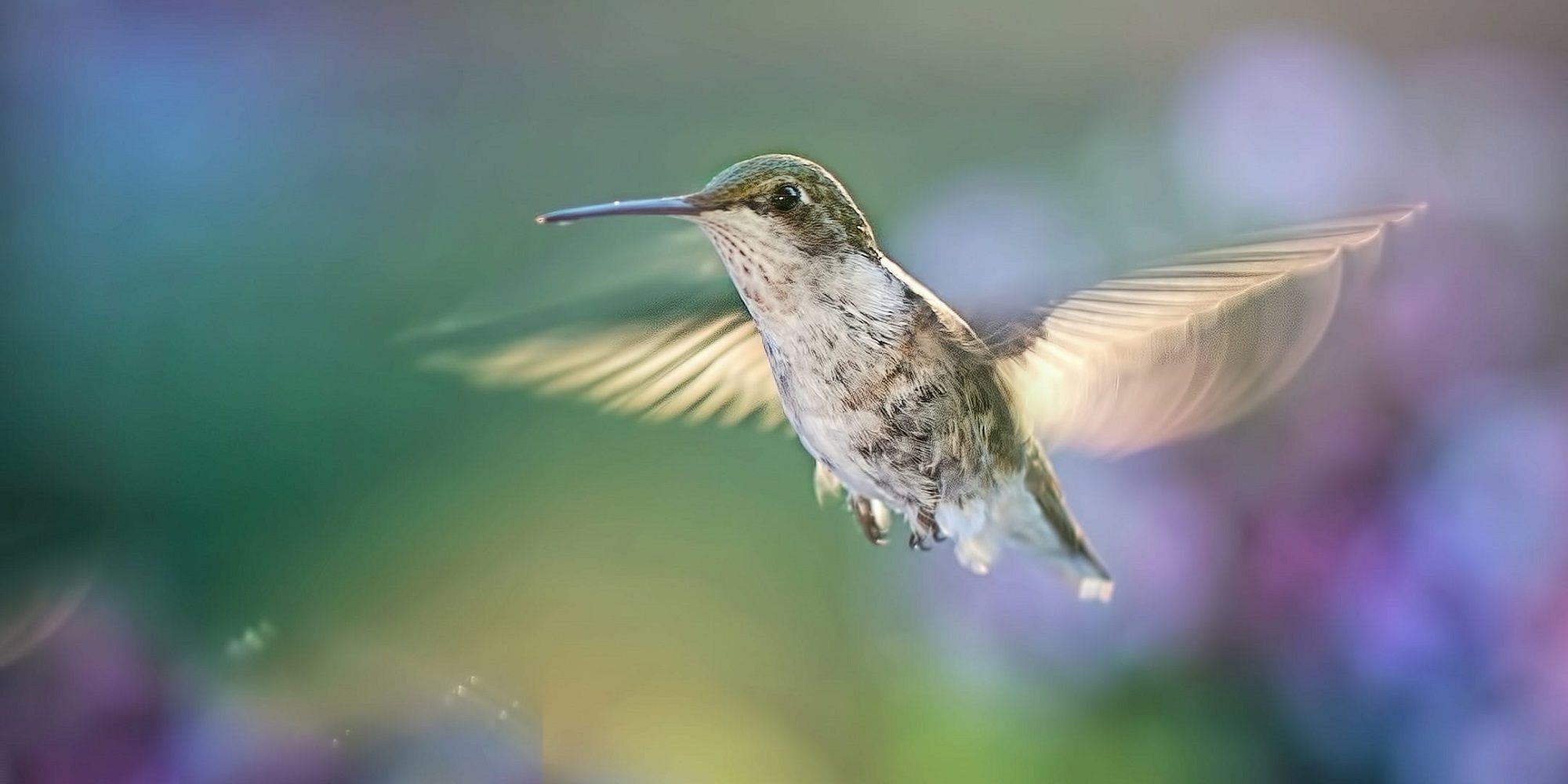 five-things-you-never-knew-about-hummingbirds-reviewthis