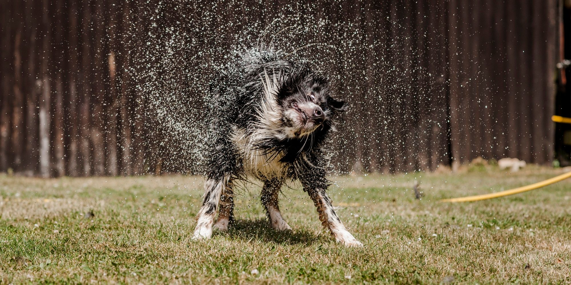 Protecting Your Pets During Summer | ReviewThis