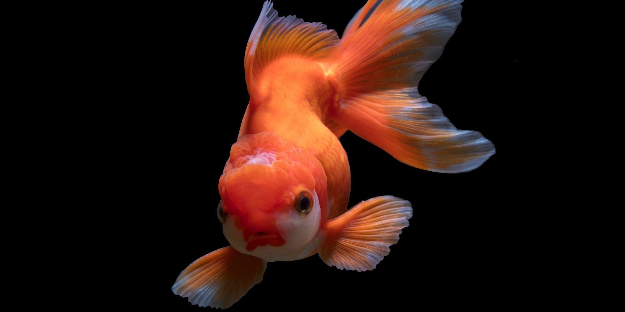 Canadian Wildlife Officials Encounter Unusually Large Goldfish In Lake