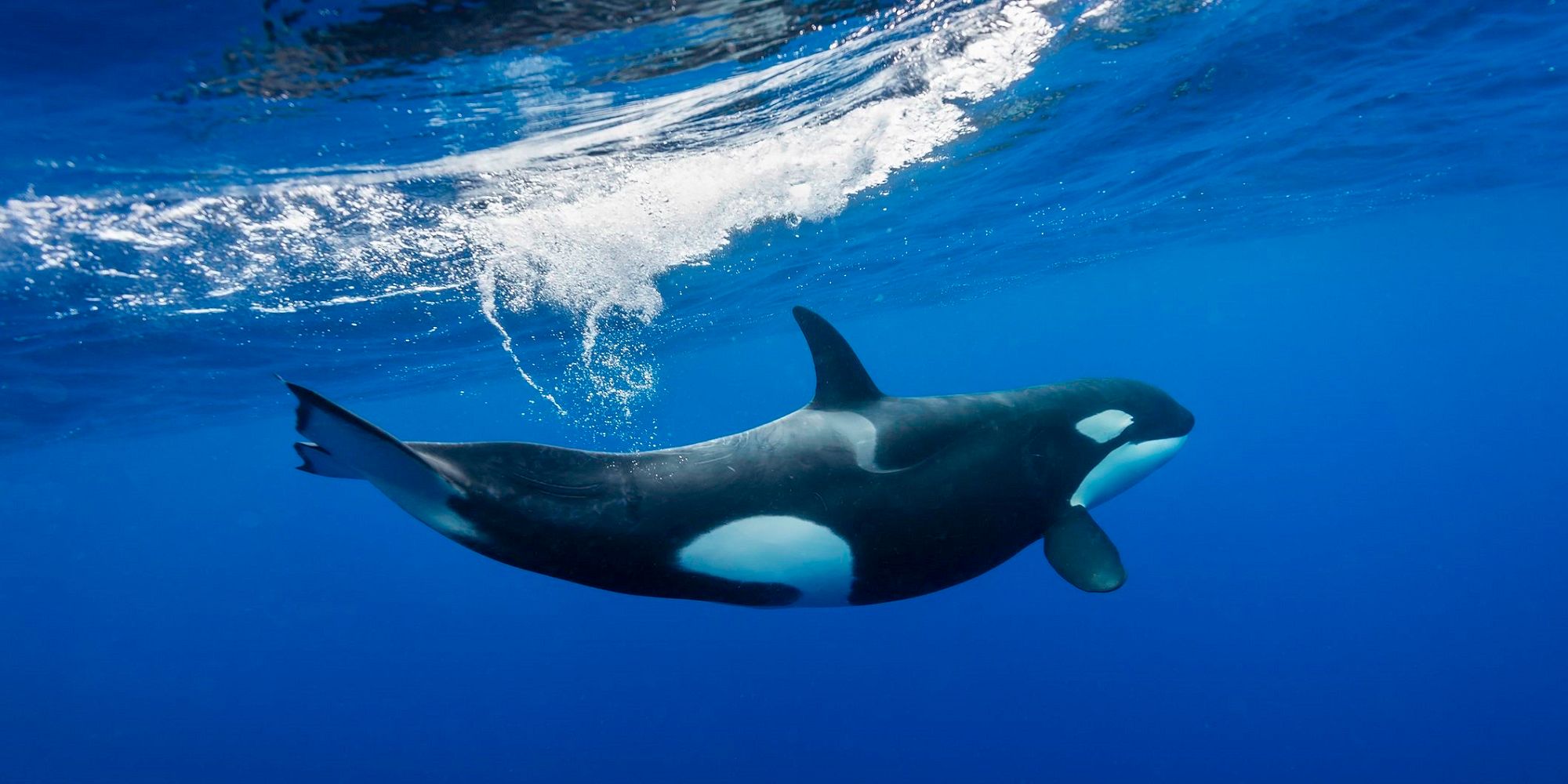 scientists-discover-proof-of-orcas-teaching-each-other-to-steal-from