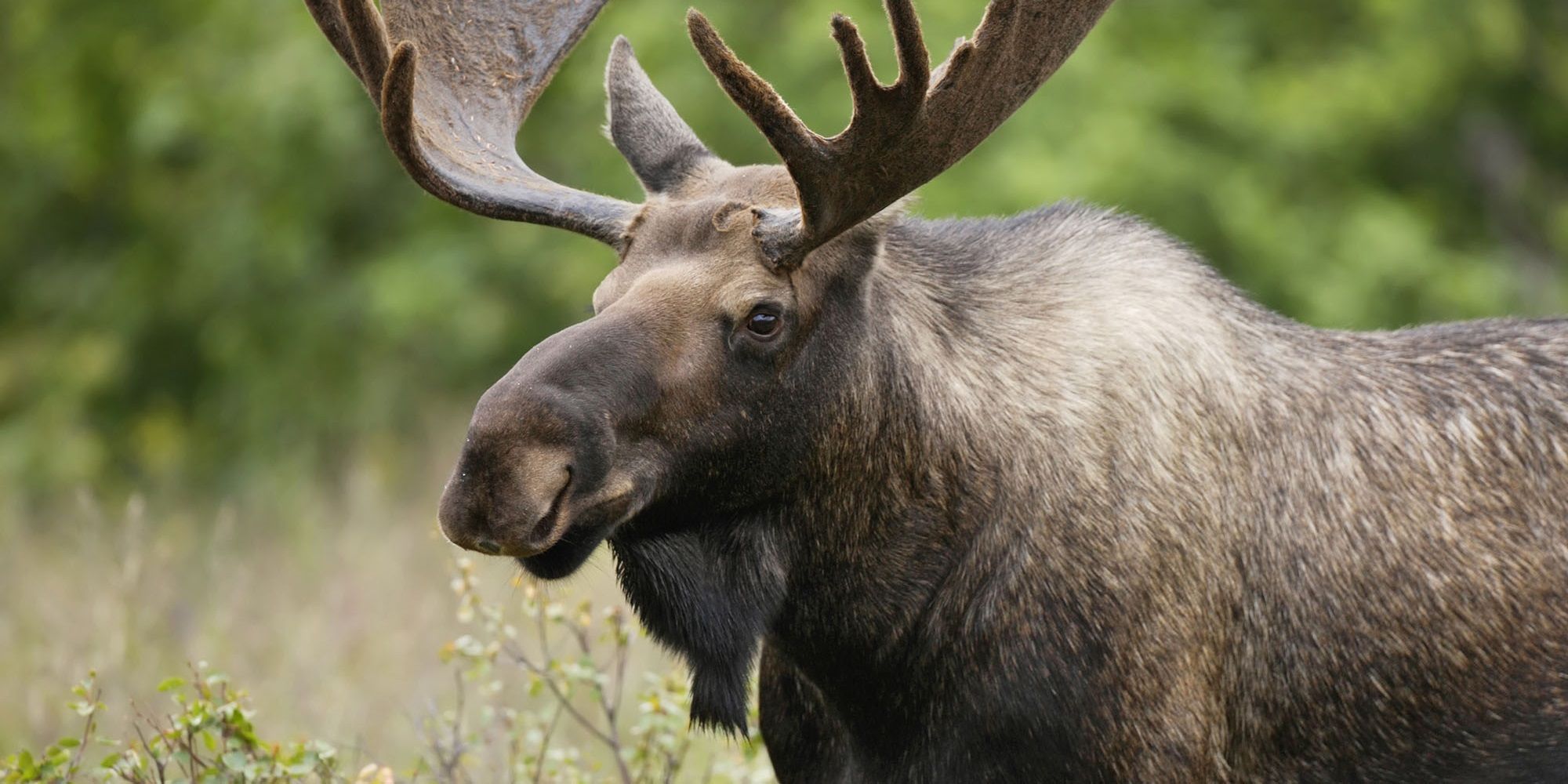 Minnesota Experiences A Decline In Its Moose Population