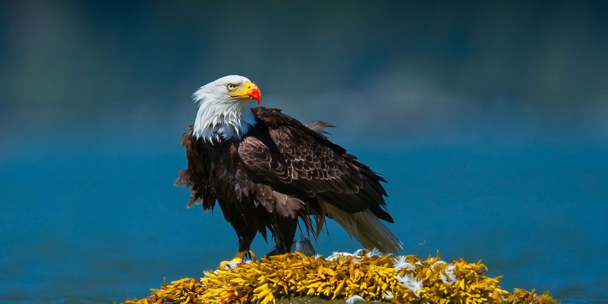 what-the-return-of-the-avian-flu-means-for-the-bald-eagle